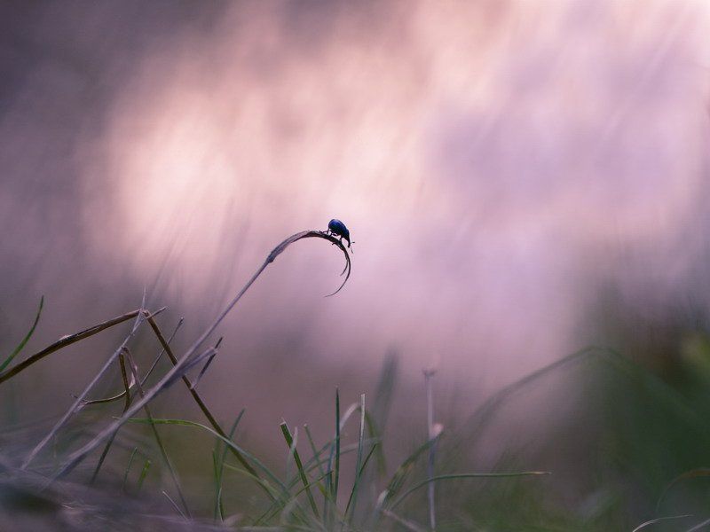 Ежик в туманеphoto preview