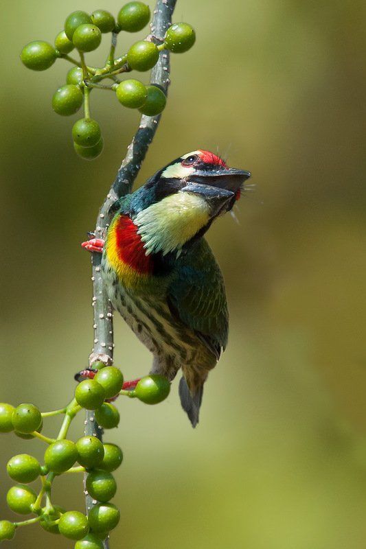 красноголовый, бородастик Красноголовыйphoto preview