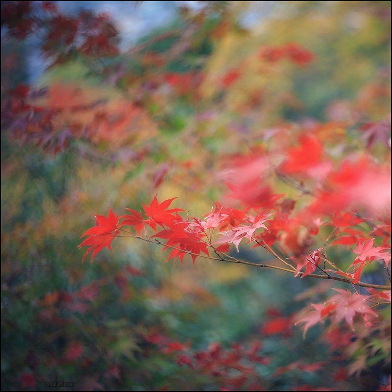 Момидзиphoto preview