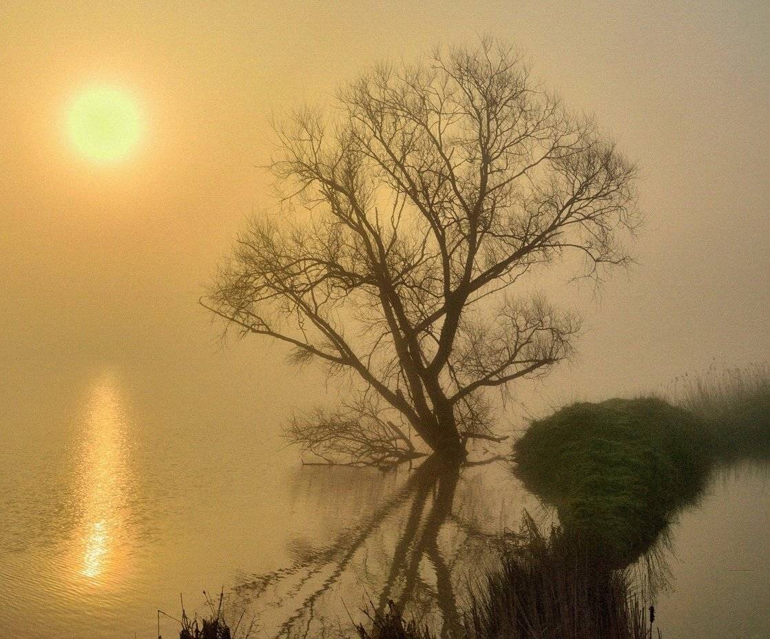 A tree in the misty morning.. Автор: Johny Hemelsoen , Johny Hemelsoen