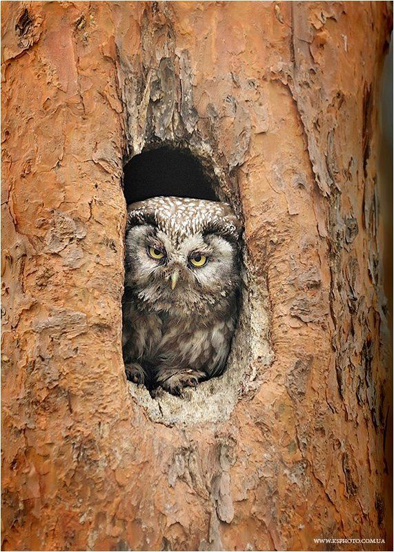 Мохноногий сыч, Полесский заповедник Мохноногий сычphoto preview