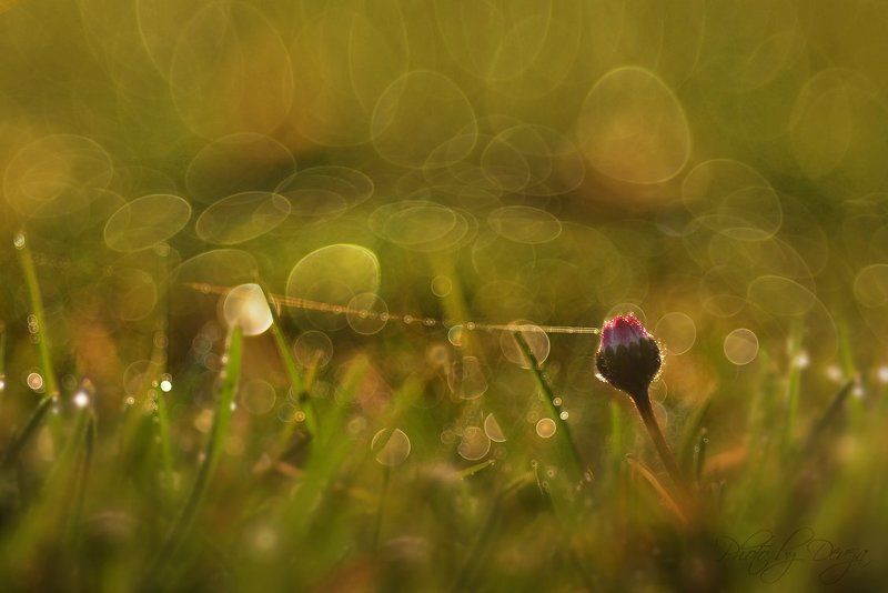 вызовphoto preview