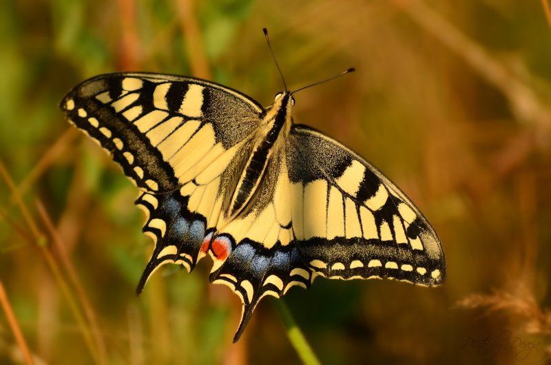 Papilio machaonphoto preview