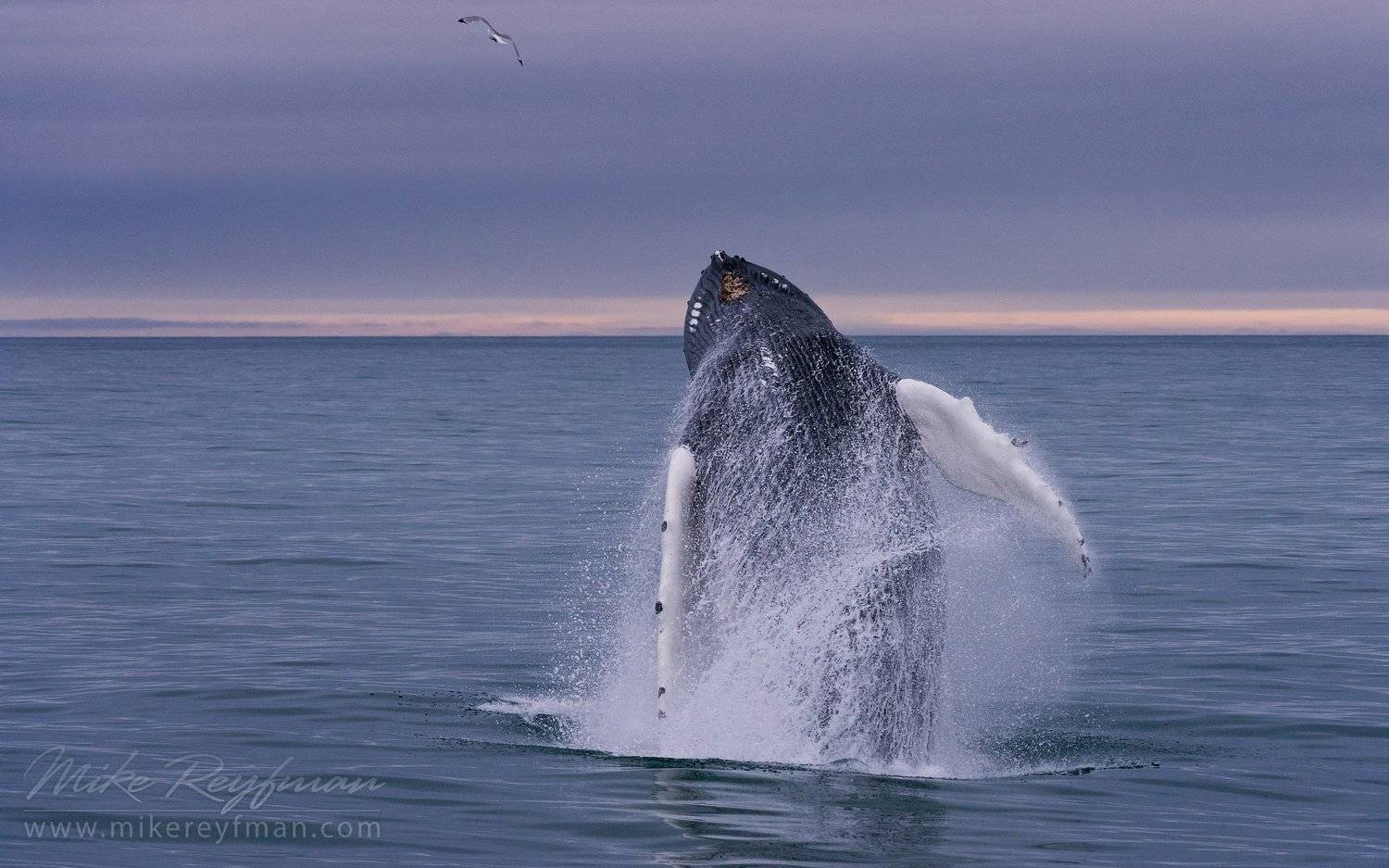 humback, whale, (megaptera, novaeangeliae)., glaucous, gull, flying, (larus, hyperboreus)., hinlopen, strait., spitsbergen., svalbard., norway., Майк Рейфман