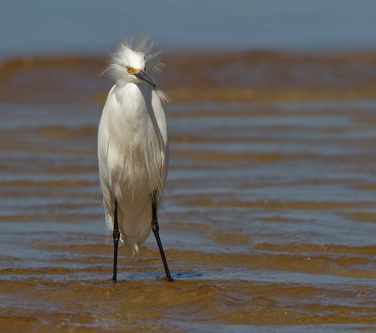 , Елена Давыдова