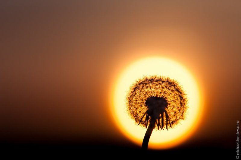 Простой русский одуванчикphoto preview