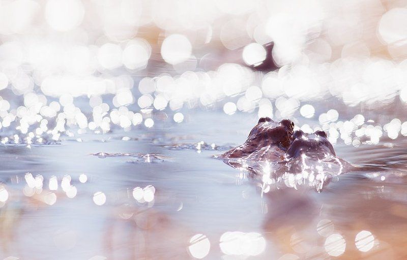 Лягушки а весна будет!photo preview