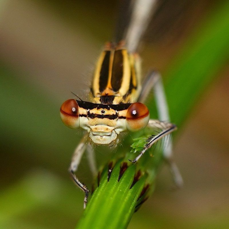 Портретphoto preview