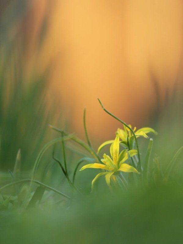 Первоцветphoto preview