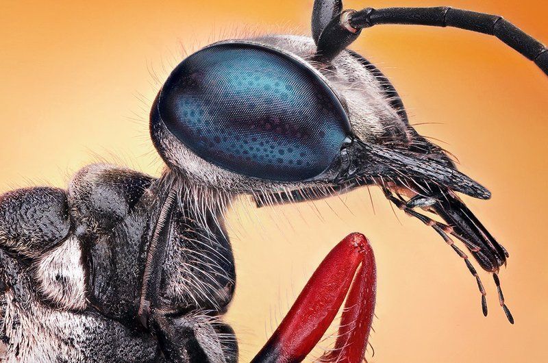 Mysterious Alienphoto preview