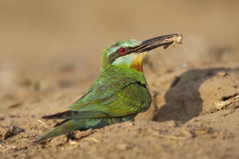 Утренняя охота фото превью