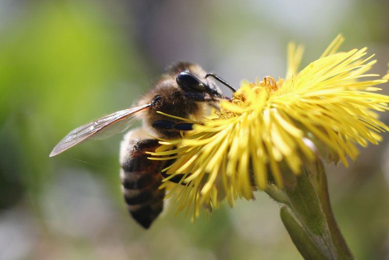 Охота на пчёлphoto preview