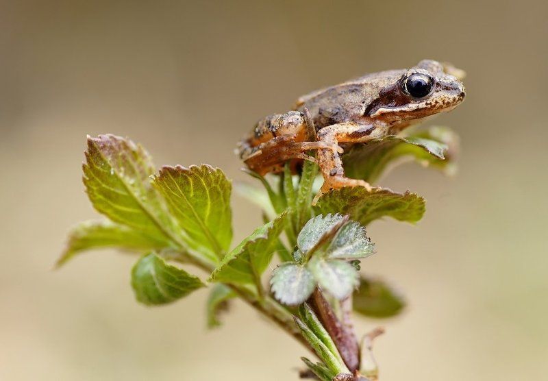Очарованный принцесса ... фото превью