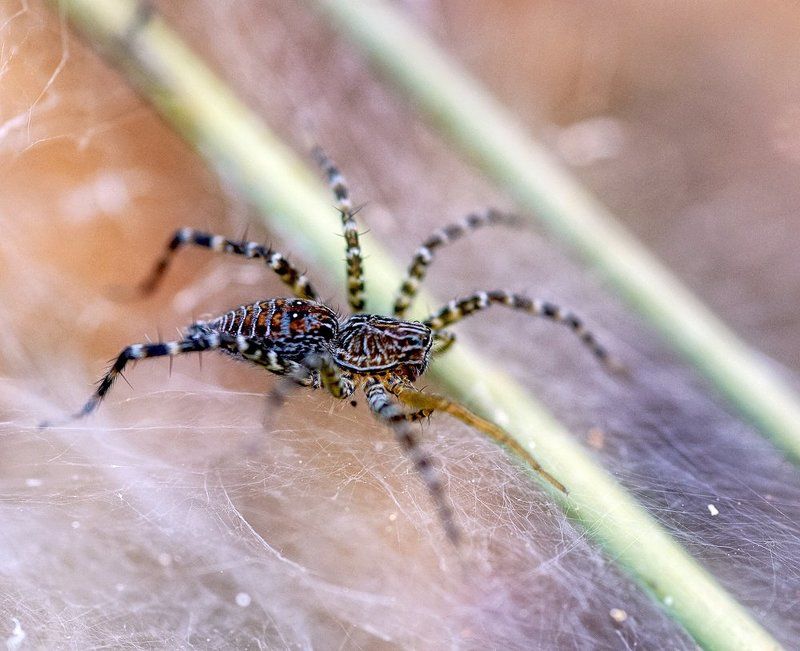 Closeup, Laos, Spider, Лаос, Макро, Паук ***photo preview
