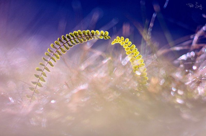 Spine life. фото превью