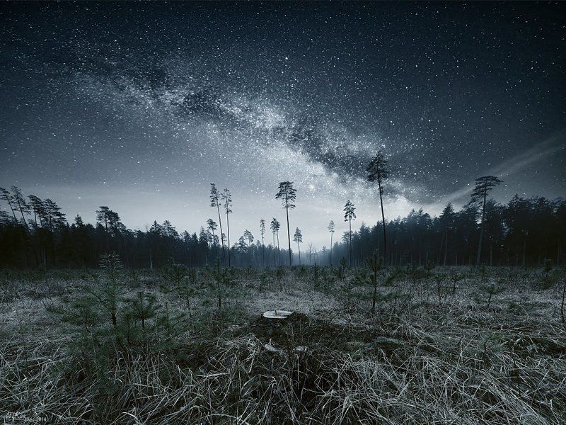 Forest walkphoto preview