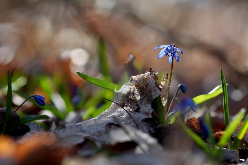 весна, март, пролеска **photo preview
