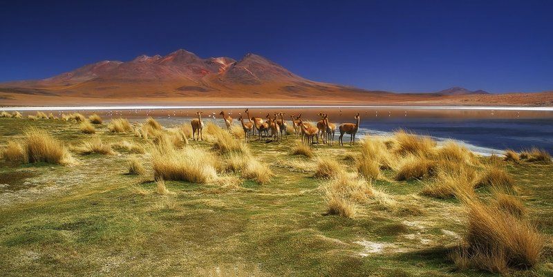 bolivia, боливия, mc Пугливое золото Анд (II)photo preview