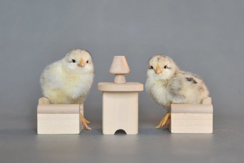 цыплята Посиделкиphoto preview