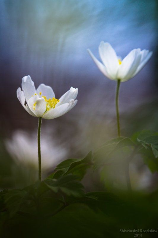 Rostyslav Colourfull springphoto preview