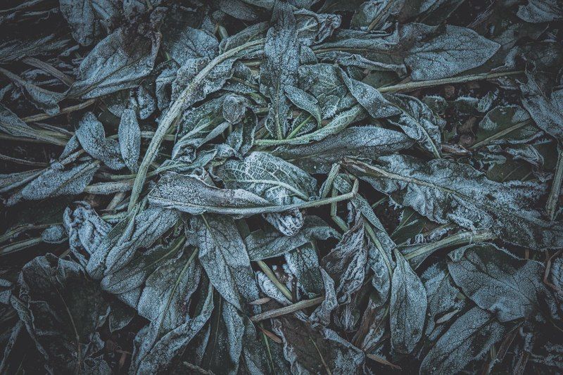 Земля, Осень, Трава ***photo preview