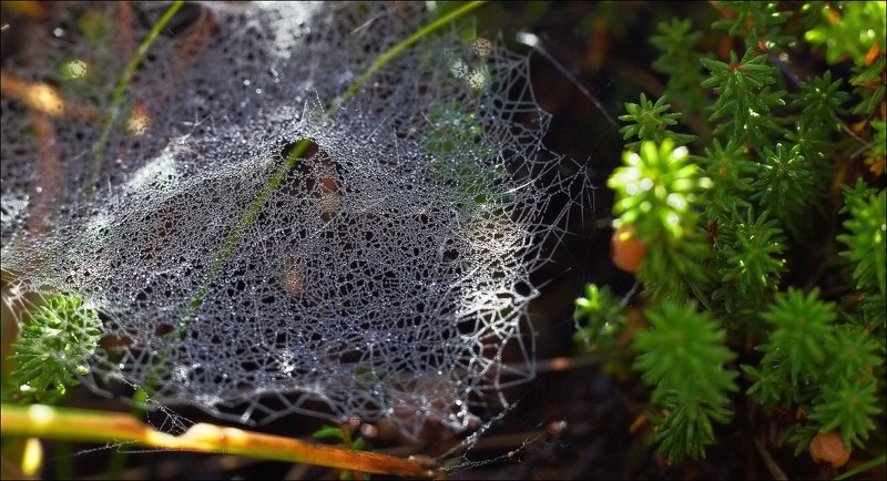 Паучья архитектура. Тентовые конструкции.photo preview