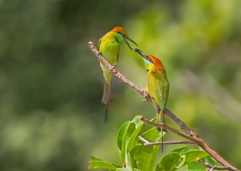 Meropidae, Птицы, Щурка Ты сегодня мне принёс не букет из пышных роз...photo preview