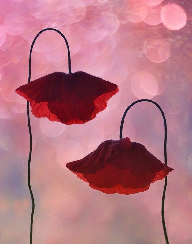 Tete - a - tete ...photo preview