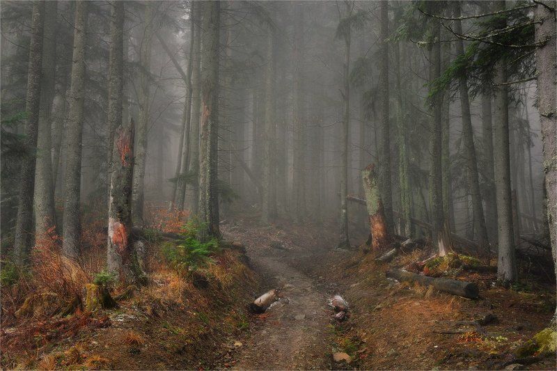 Карпатский Лес...photo preview