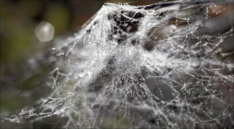 Паучья архитектура #2photo preview