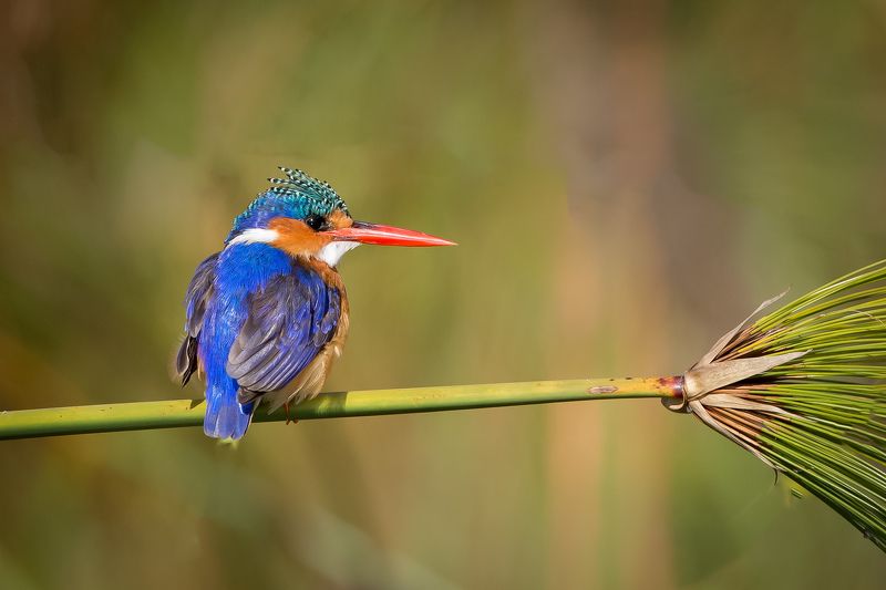 про новую метлу...photo preview