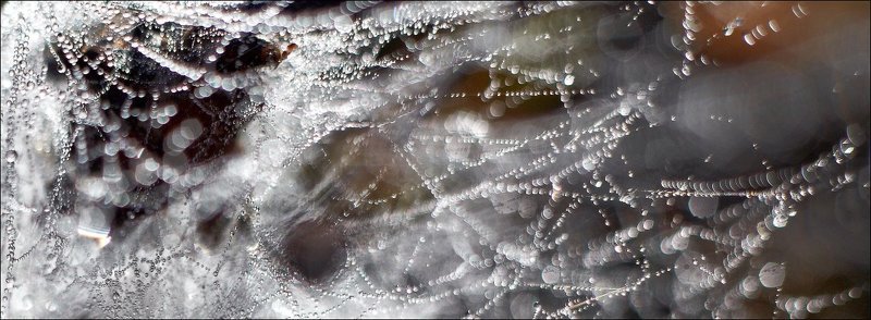 Пауки развесили гирлянды.photo preview