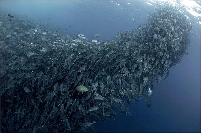 Diving, Malaysia, Sipadan island, Дайвинг, Малайзия, Подводная фотография, Сипадан Диверсантphoto preview