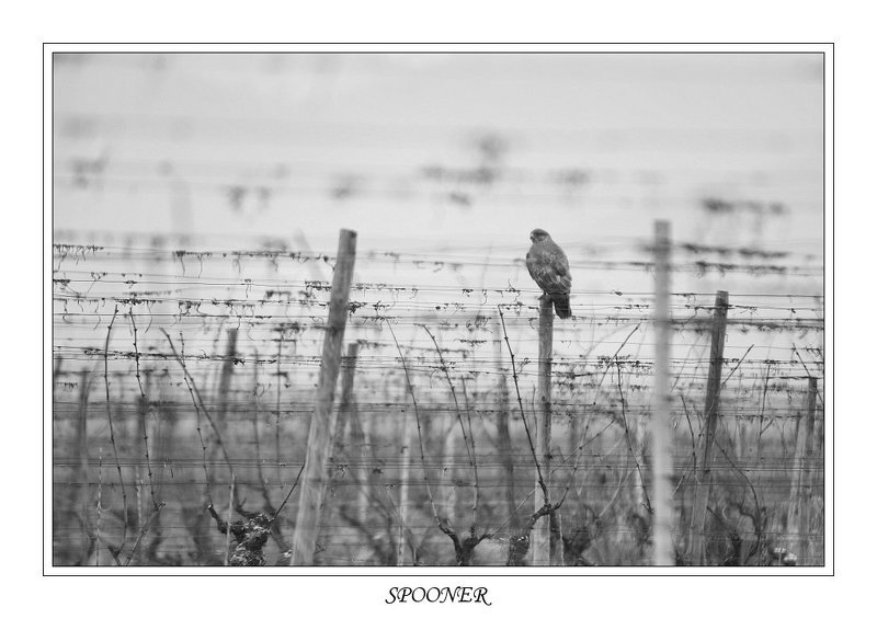 * * * фото превью