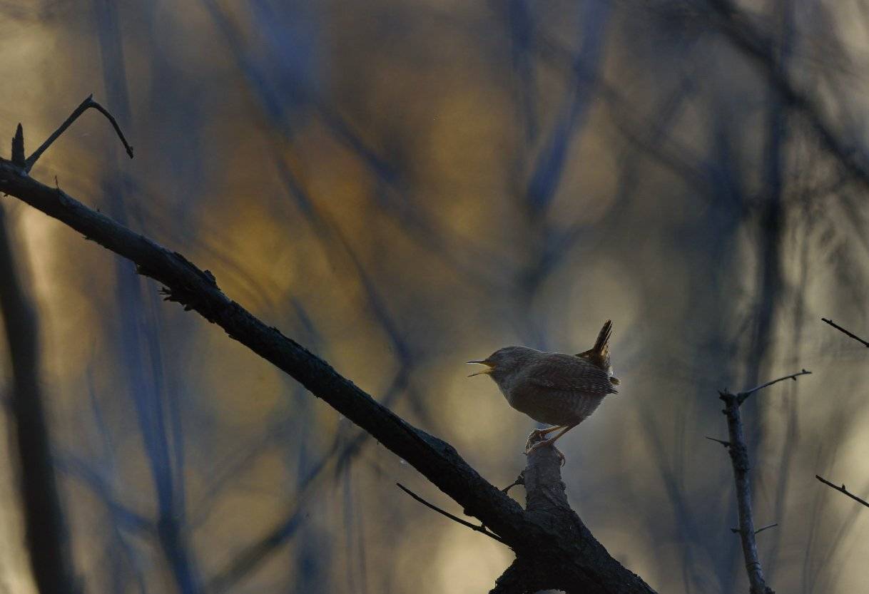 Подкоренник. Автор: Аникеев Владимир , Аникеев Владимир