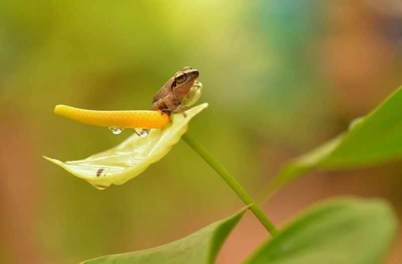 Дюймовочкаphoto preview