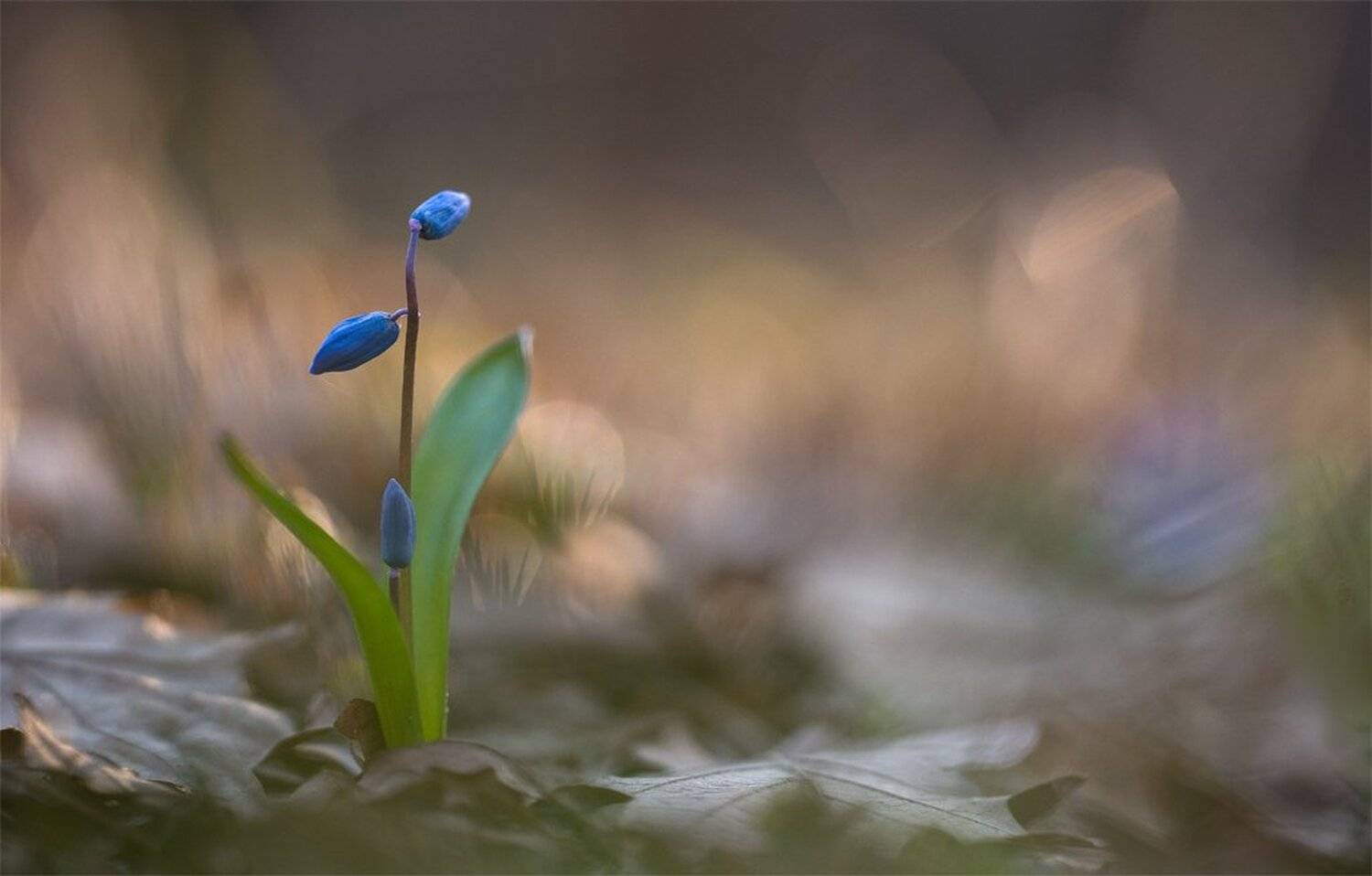 , Геннадий Мещеряков