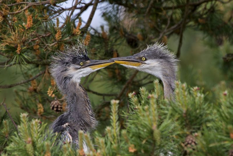 Кто старший?photo preview