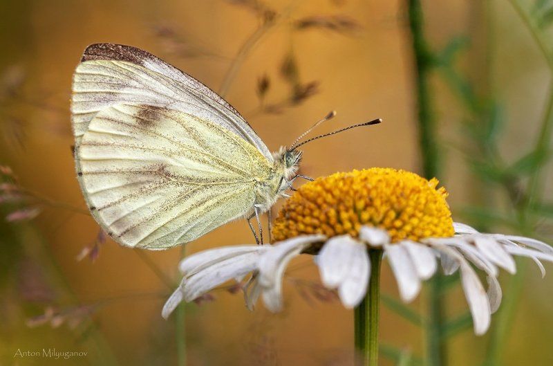 Макро, Природа Гигиена прежде всегоphoto preview