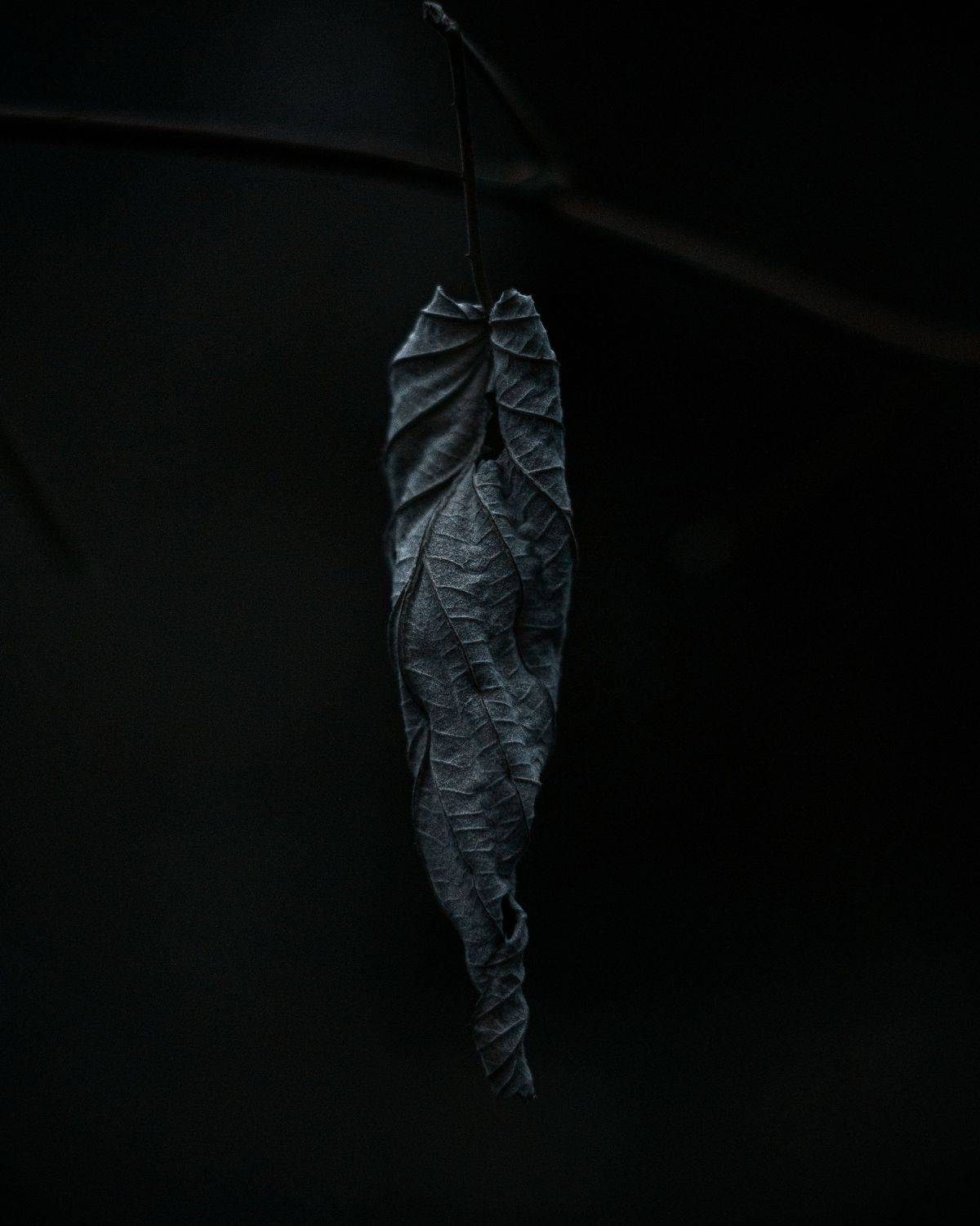 , Максим Салихов