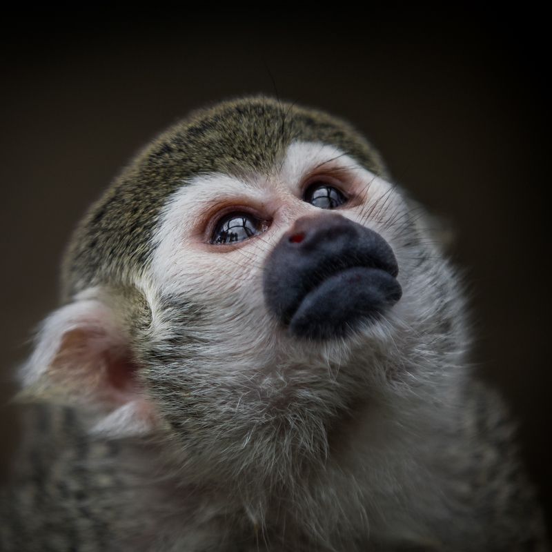 Беличий саймириphoto preview