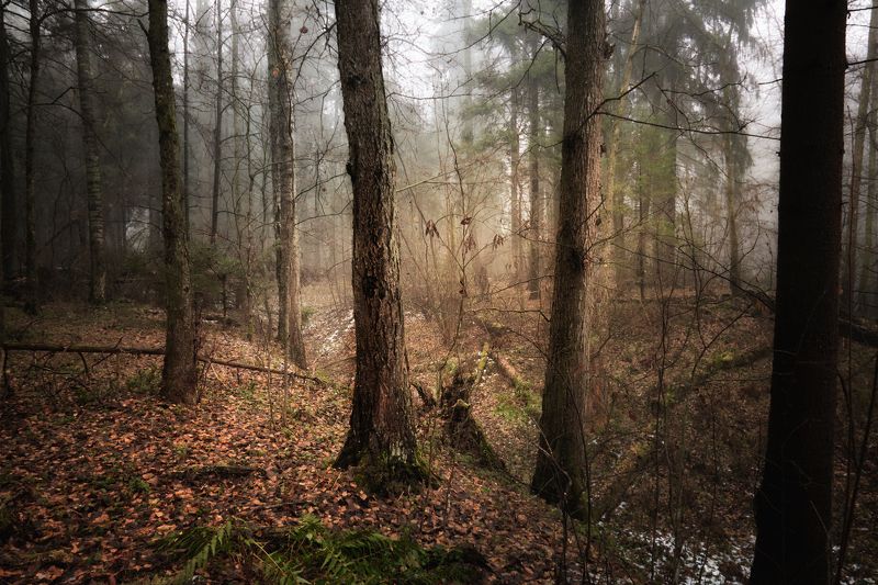 перед зимним сном фото превью