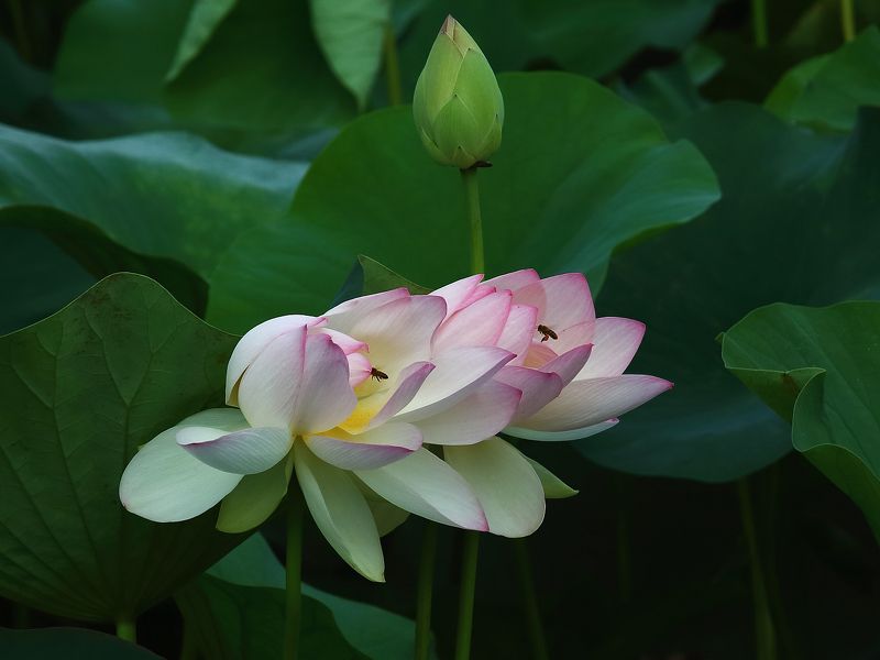 Июльское утроphoto preview