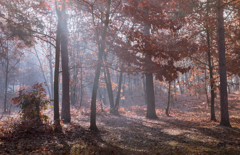 лес осень октябрь утро туман рассвет Крыло Жар-птицы, октябрьphoto preview