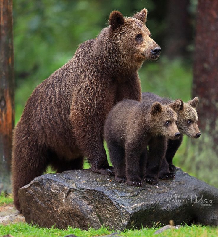 Улыбочку, нас фотографируют ...  фото превью