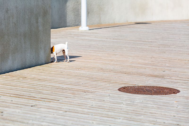 street, street photo, street photography, animal, dog, улица. город, собака, стрит, стрит фото,  ***photo preview