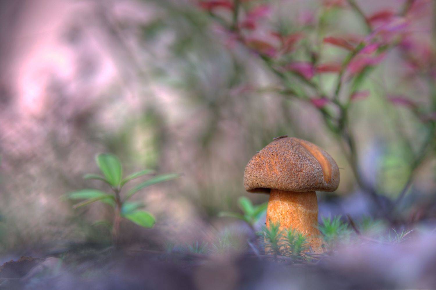 Осенний цвет :). Автор: НиКоЛаЙ , НиКоЛаЙ