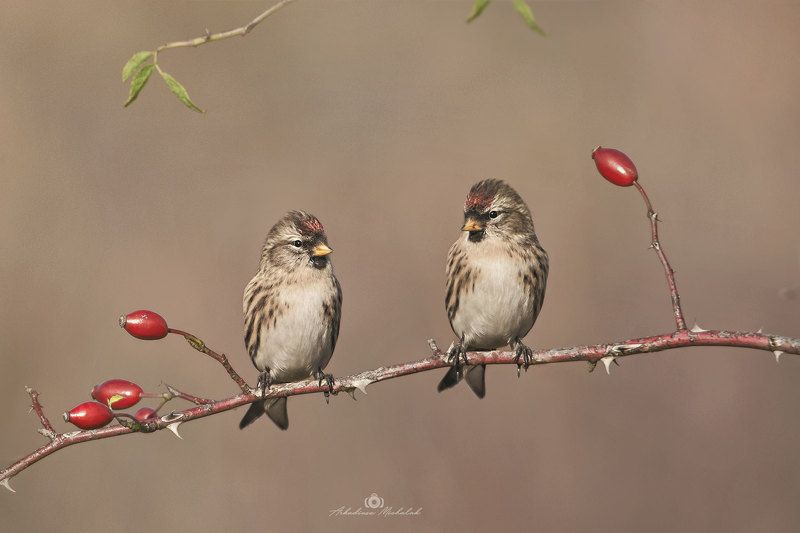 Czeczotka (Acanthis flammea)photo preview