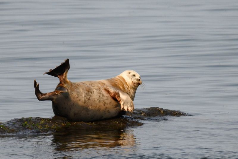 ларга, кольчатая нерпа, охотское море, хабаровский край, животные Когда жизнь в кайф!photo preview