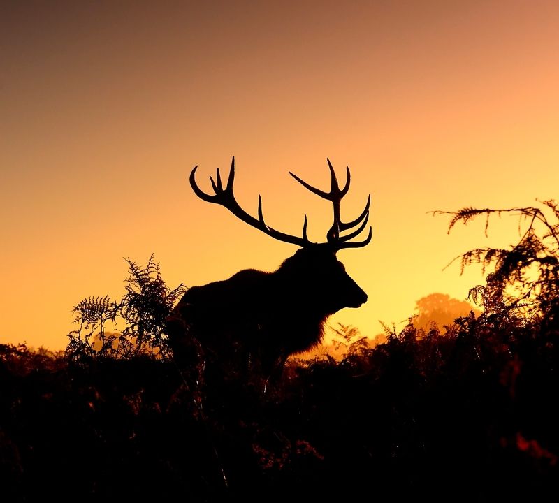 Gleams of the golden morning...photo preview